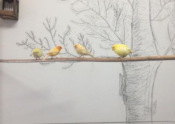 3-vogeltjes-18-12-2019-38AD2388-835A-4DD2-83F962AA537521D7.jpg