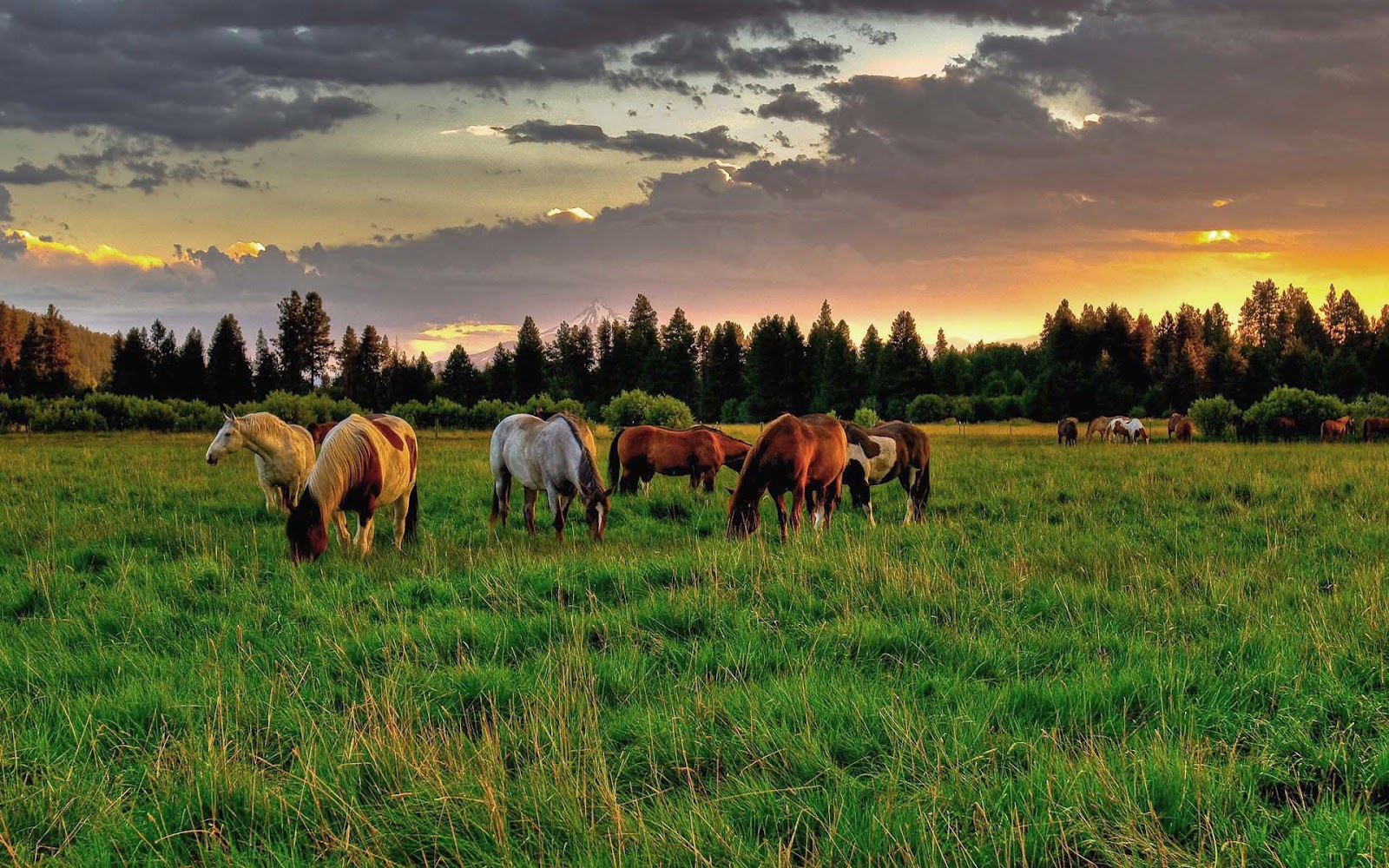 Hd Paarden